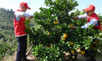 江西省交投集團信豐西收費所：臍橙園里一抹&ldquo;紅&rdquo;，助農采摘我先行