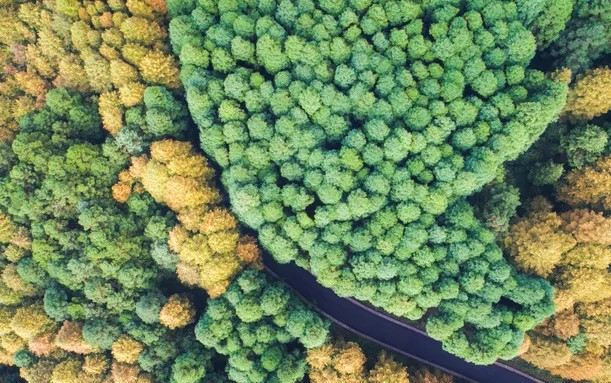 匠心之作丨澳思柏恩F-OSB原松全能澳松板大片芯材，以強韌性能筑就穩定內核