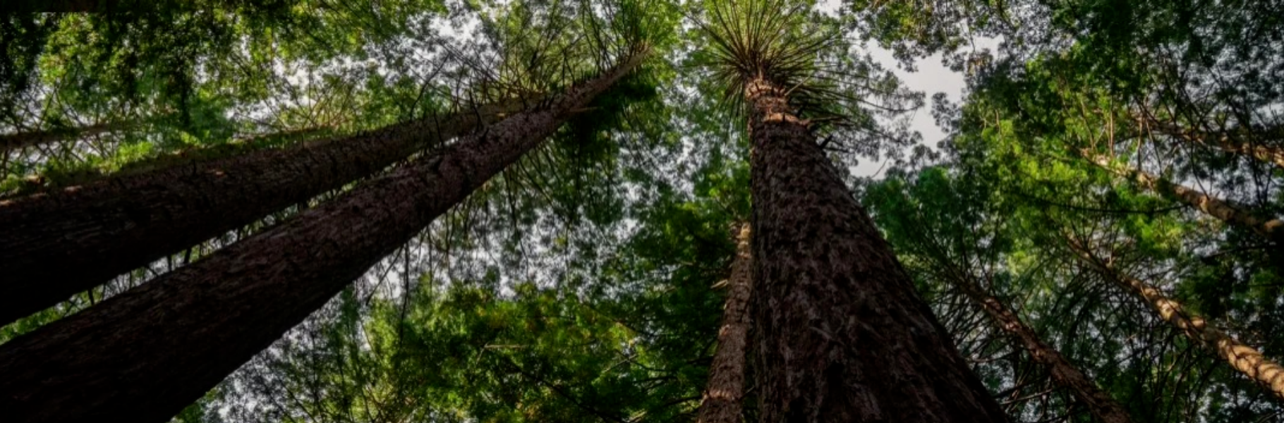 從林海到宋韻家宅丨千年舟&middot;新西蘭純松板&times;輕語(yǔ)胡桃「石墨烯」應(yīng)用鑒賞